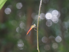 Orchithemis pulcherrima