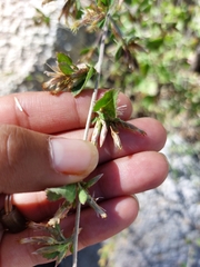 Brickellia californica