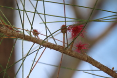 Allocasuarina littoralis