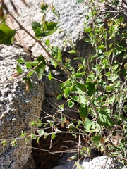 Brickellia californica