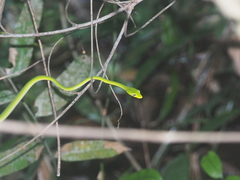 Ahaetulla mycterizans