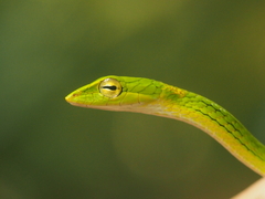 Ahaetulla mycterizans