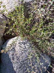 Brickellia californica