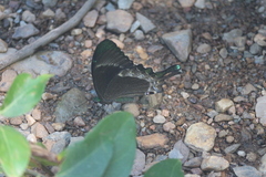 Papilio crino