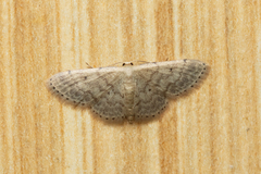 Idaea ptyonopoda