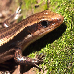 Plestiodon finitimus