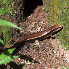 Plestiodon finitimus