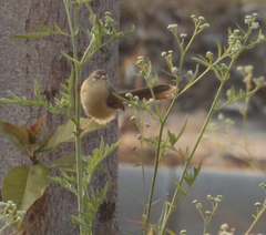 Prinia