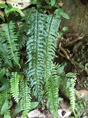 Hymenasplenium pubirhizoma