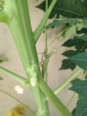 Hierodula patellifera