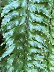 Hymenasplenium pubirhizoma