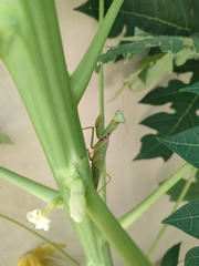 Hierodula patellifera