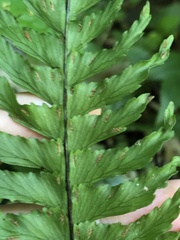 Hymenasplenium pubirhizoma