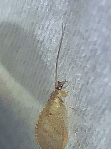 Brown pine lacewing photo 6