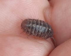 Armadillidium vulgare