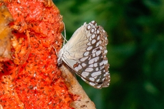 Hamadryas feronia
