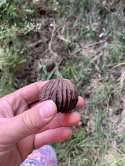 Juglans neotropica