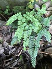 Adiantum diaphanum