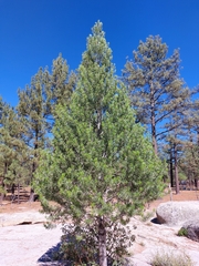 Pinus quadrifolia