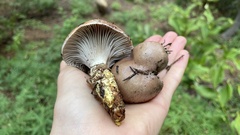 Gomphidius oregonensis