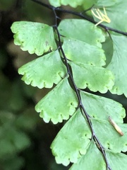 Adiantum diaphanum