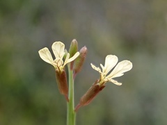Carrichtera annua