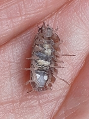 Armadillidium vulgare
