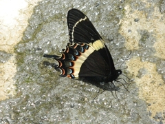 Papilio garamas garamas