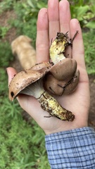 Gomphidius oregonensis