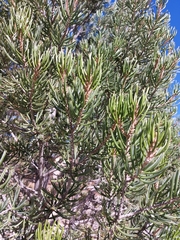 Pinus quadrifolia