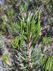 Pinus quadrifolia