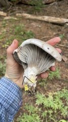 Gomphidius glutinosus