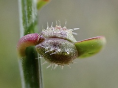 Carrichtera annua
