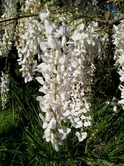 Wisteria