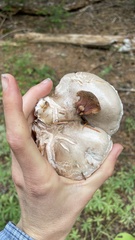 Gomphidius glutinosus