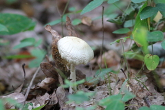 Leucocoprinus cepistipes