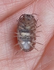 Armadillidium vulgare