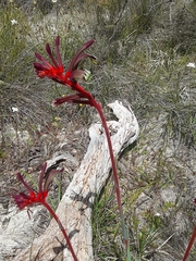 Anigozanthos