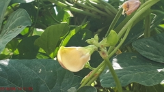 Vigna unguiculata sesquipedalis