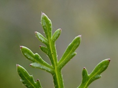 Carrichtera annua