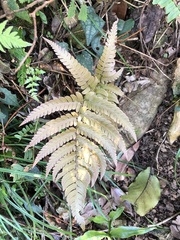 Dryopteris varia
