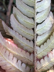 Dryopteris varia