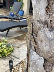 Agama picticauda