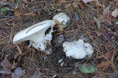 Catathelasma ventricosum