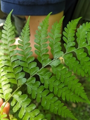 Microlepia strigosa