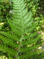 Microlepia strigosa