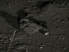 Phalaenoptilus nuttallii