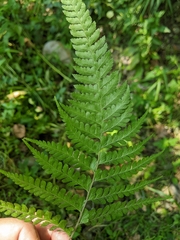 Microlepia strigosa