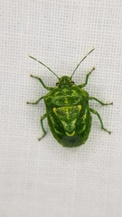 Banasa euchlora