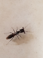 Odontomachus simillimus